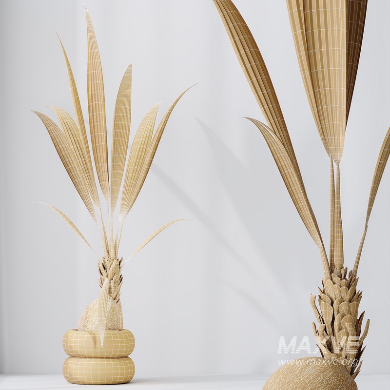 HousePlants Genus Cocos nucifera Coconut Palm - Image 6