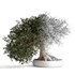 bonsai indoor plant set 03 3D model - Thumbnail 5