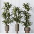 Dracaena Warneckii Lemon Lime Cane Dragon - Thumbnail 6