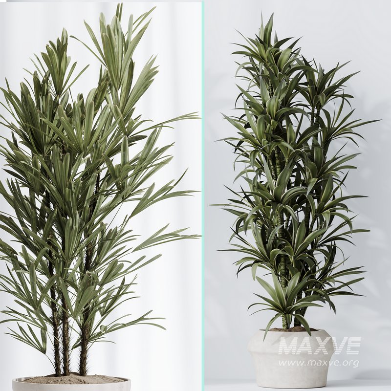 Dracaena Warneckii Lemon and Rhapis Excelsa vases - Image 7