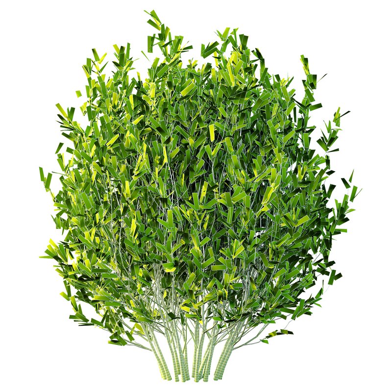 Dwarf Burning Bush03 - Image 6