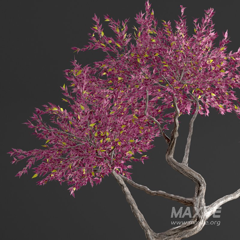 bonsai on skull in pot 09 - Image 4