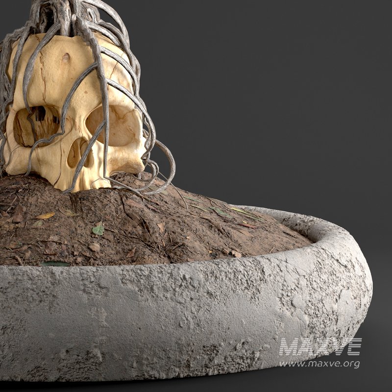 bonsai on skull in pot 09 - Image 6