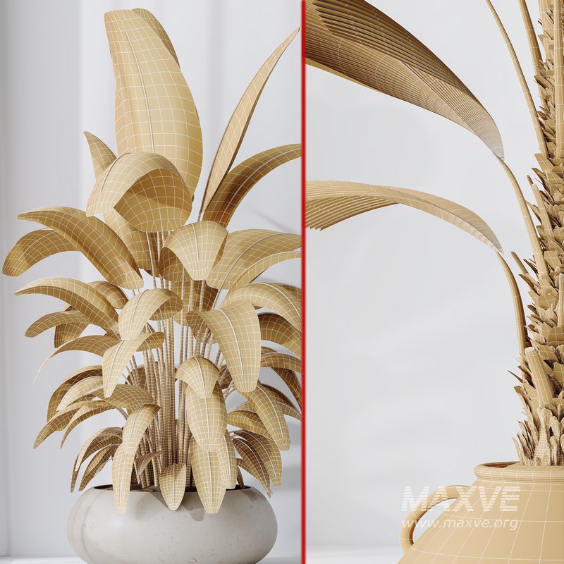 Licuala Grandis Ruffled Fan Palm - Image 6