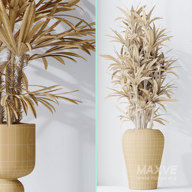 Dracaena Warneckii Lemon and Rhapis Excelsa vases - Image 6