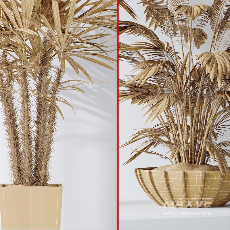 Areca Majesty Cat Reed Palm and Rhapis Excelsa Lady Palm vases - Image 6