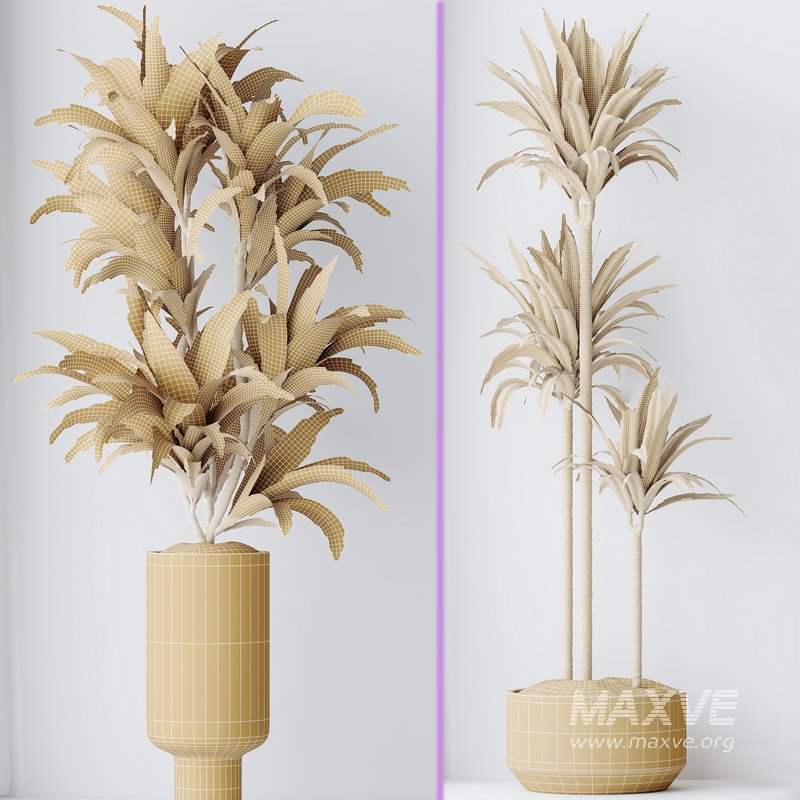 Dracaena Warneckii Lemon Lime Cane Dragon - Image 5