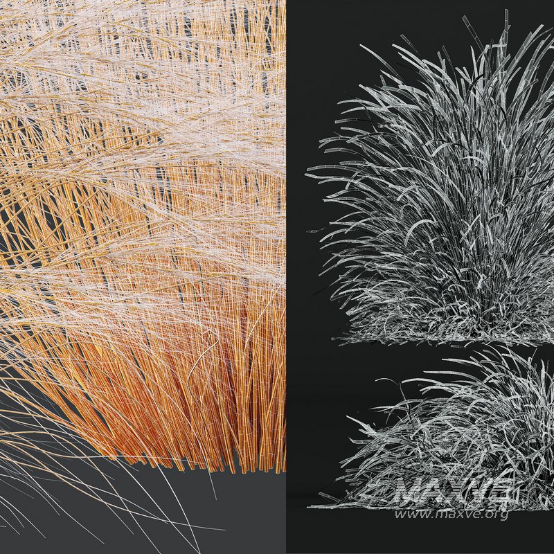 Anemanthele lessoniana and Ostnica Mocna Pony Tails - Image 7