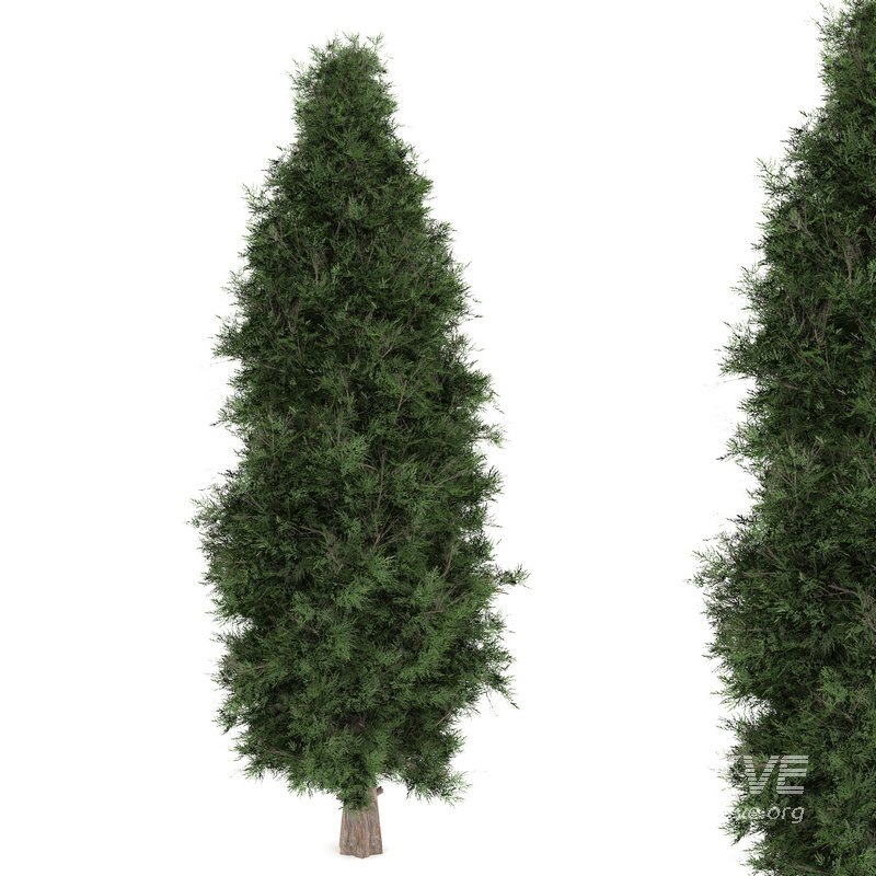 Tree 09 Eastern - Image 1