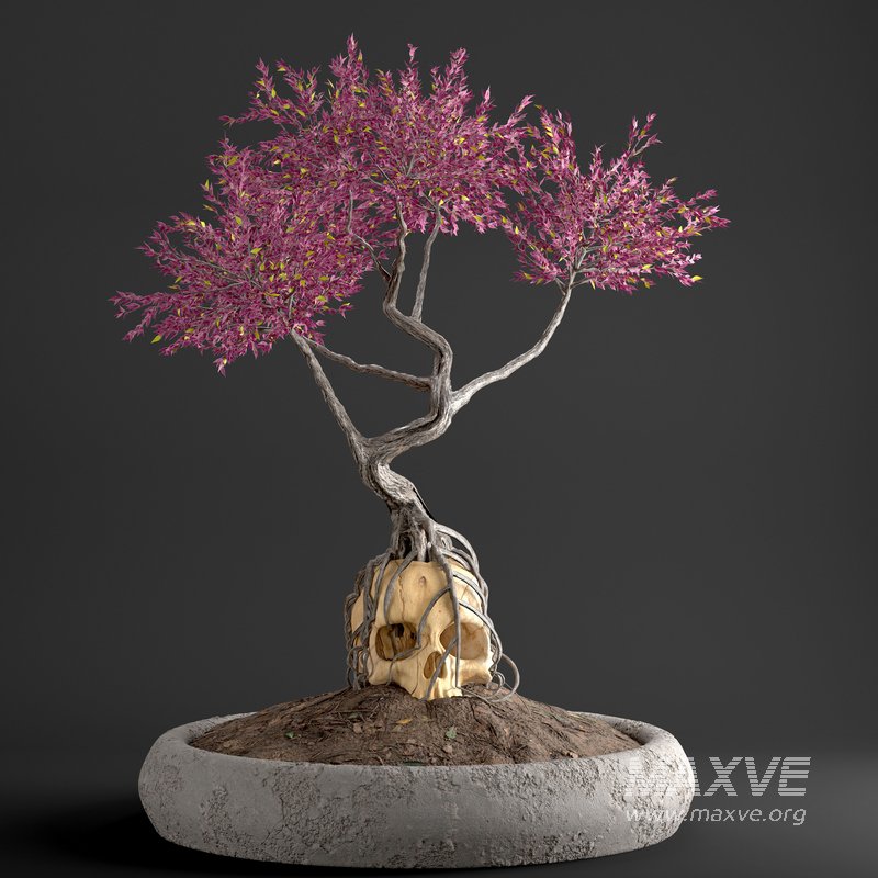 bonsai on skull in pot 09 - Image 1