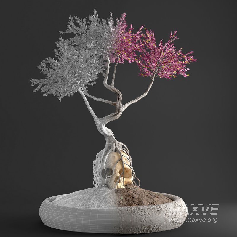 bonsai on skull in pot 09 - Image 2