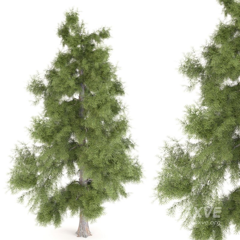 Tree Alaska 10 - Image 1