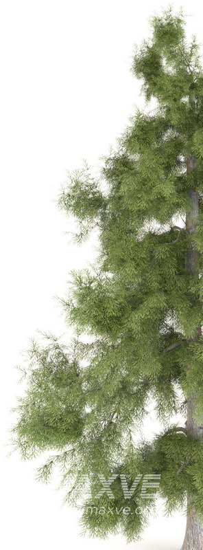 Tree Alaska 10 - Image 5