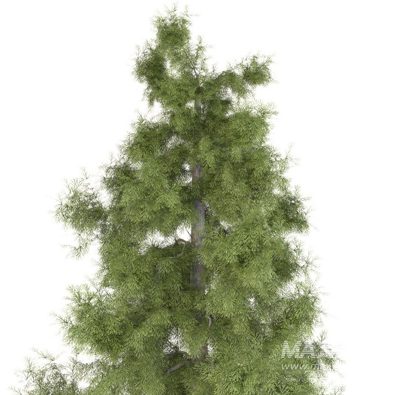 Tree Alaska 10 - Image 4