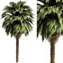 Palm tree5 - Thumbnail 1