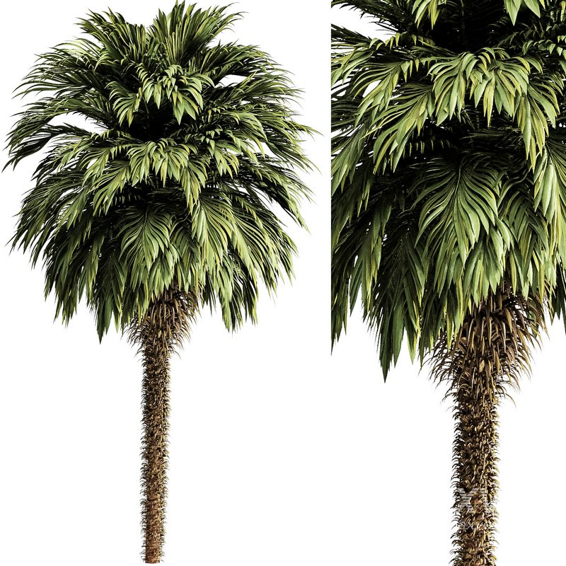 Palm tree5 - Image 1