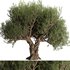 Olive Tree Set12 - Thumbnail 3