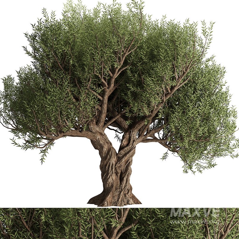 Olive Tree Set12 - Image 3