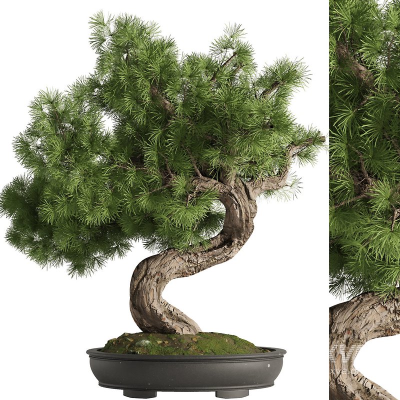 Bonsai Tree set5 - Image 1