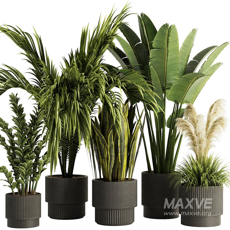 Indoor Plant Set54 - Image 7