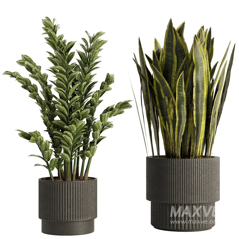 Indoor Plant Set54 - Image 2