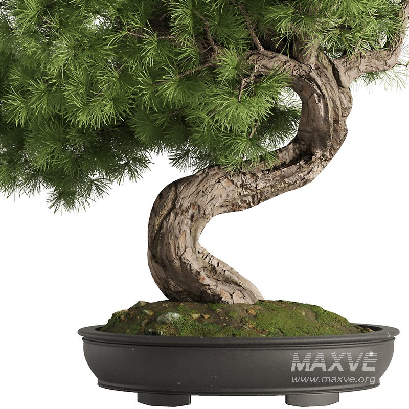 Bonsai Tree set5 - Image 2