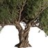 Olive Tree Set12 - Thumbnail 2