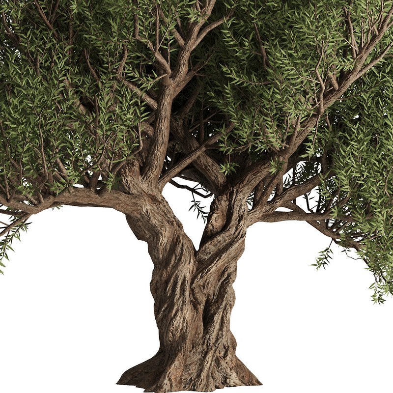 Olive Tree Set12 - Image 2