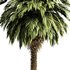 Palm tree5 - Thumbnail 2