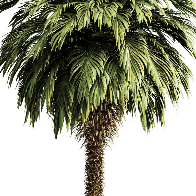 Palm tree5 - Image 2