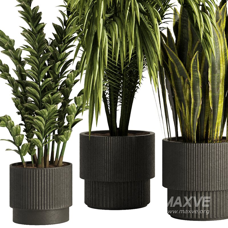 Indoor Plant Set54 - Image 1