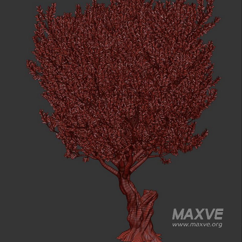 Olive Tree Set13 - Image 3