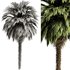 Palm tree5 - Thumbnail 3