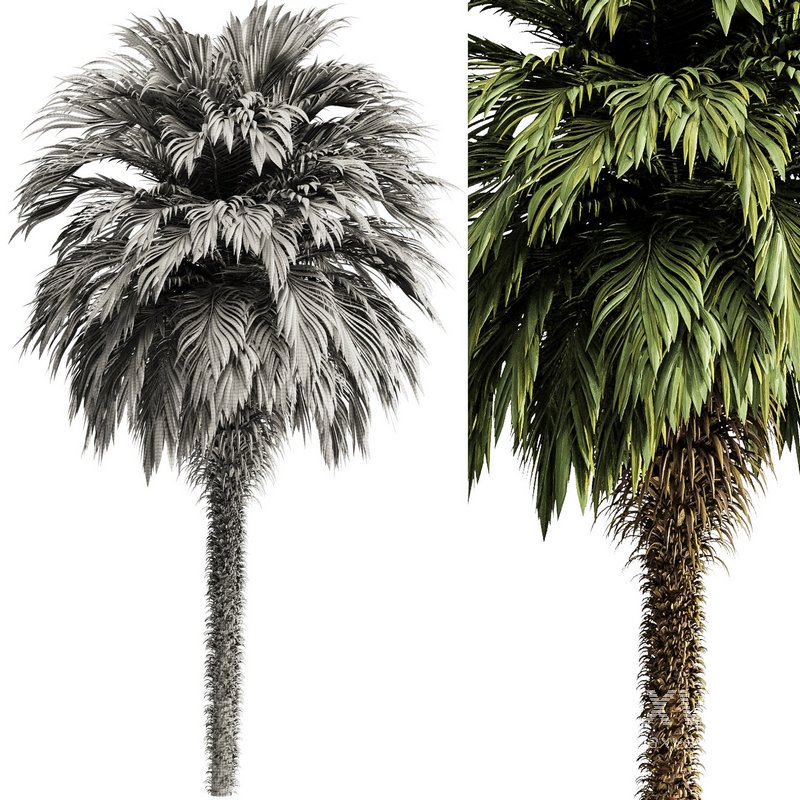 Palm tree5 - Image 3