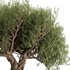 Olive Tree Set12 - Thumbnail 1