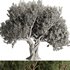 Olive Tree Set12 - Thumbnail 4