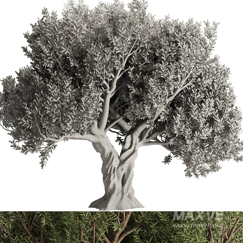 Olive Tree Set12 - Image 4