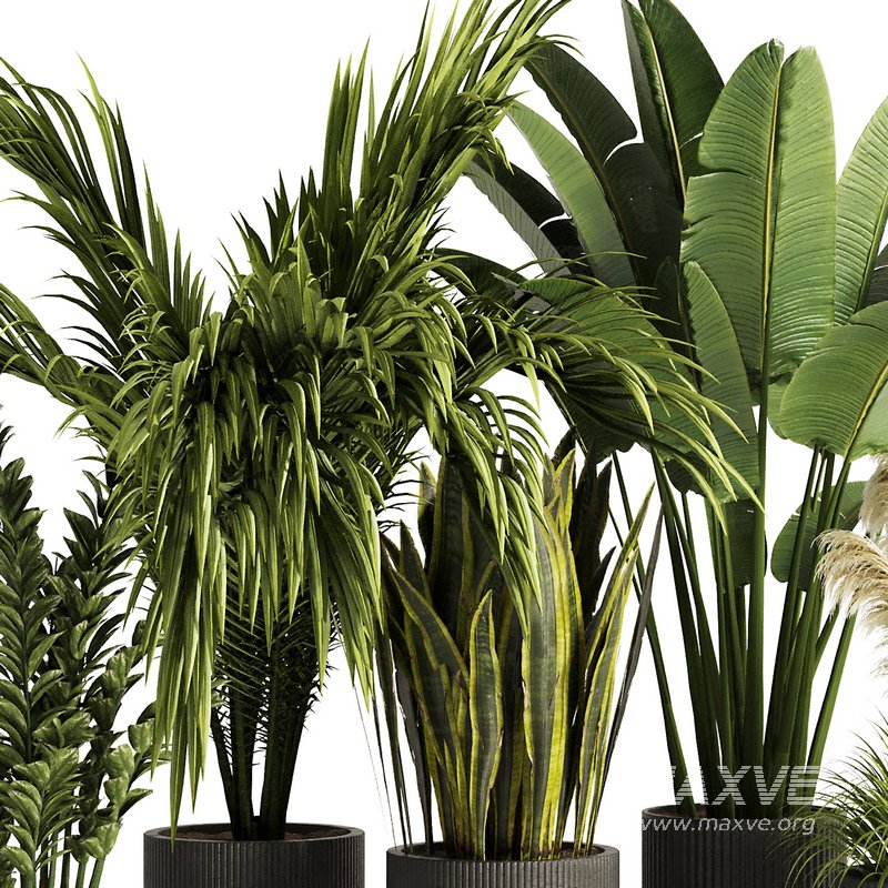 Indoor Plant Set54 - Image 4