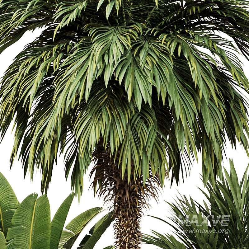 Outdoor Plant set5 - Image 3