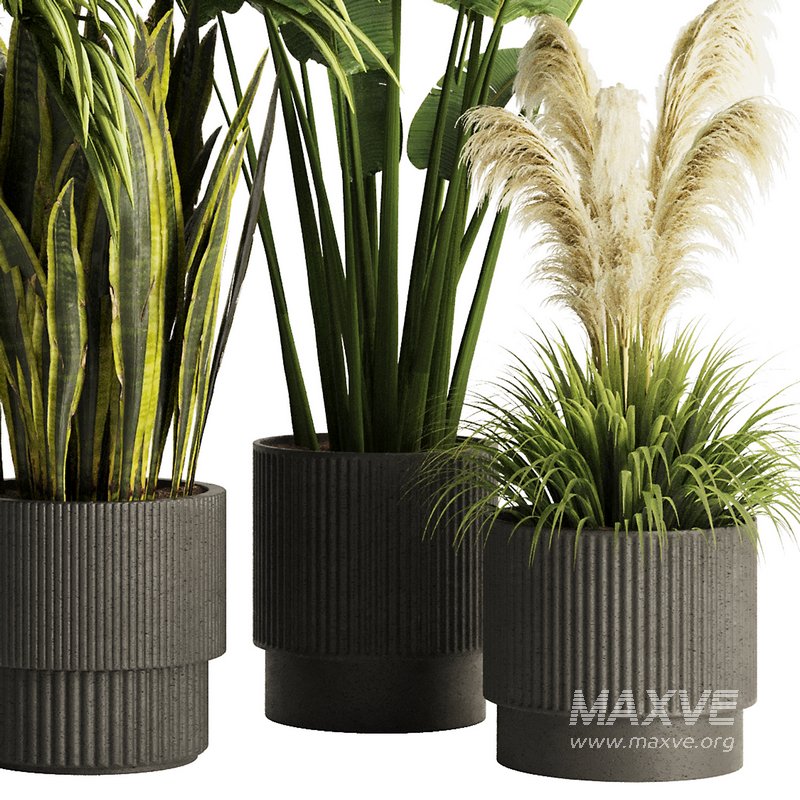 Indoor Plant Set54 - Image 3