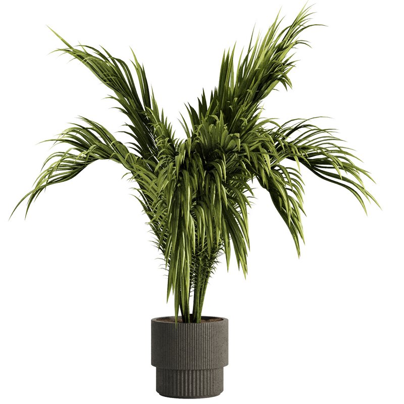 Indoor Plant Set54 - Image 6