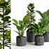 plant collection-set1 - Thumbnail 2