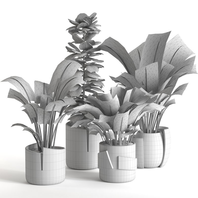 plant collection-set1 - Image 5