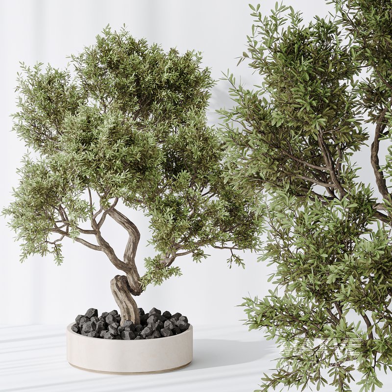 Indoor plant set 18 - Image 4