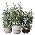 HQ HousePlants Ficus Cyathistipula African Fig Set02 - Thumbnail 1