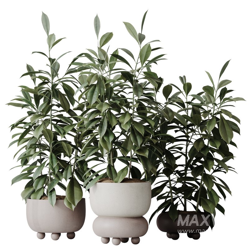 HQ HousePlants Ficus Cyathistipula African Fig Set02 - Image 1