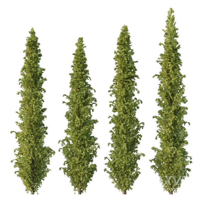 Cedrus deodara10 - Image 2