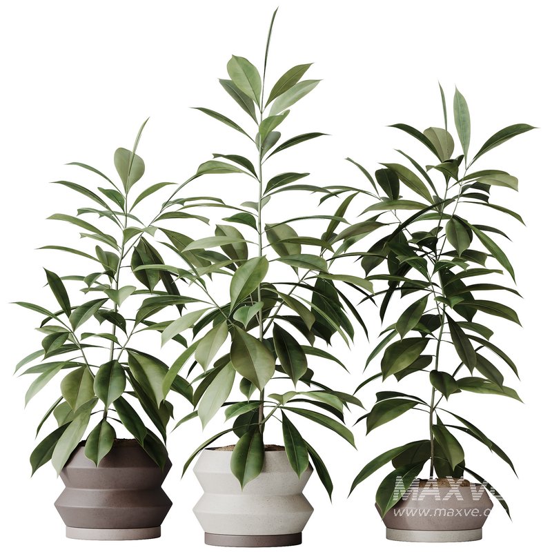 HousePlants Ficus Cyathistipula African Fig - Image 1