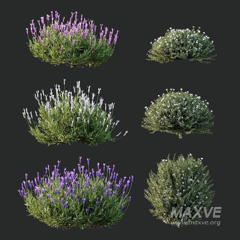 spring Flowering bush - Image 5