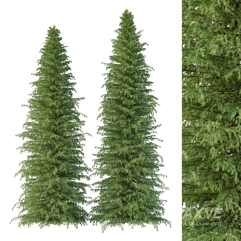 Cedrus deodara08 - Image 1